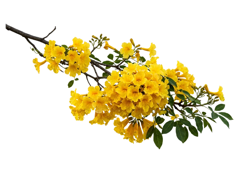 Flor do ipê amarelo