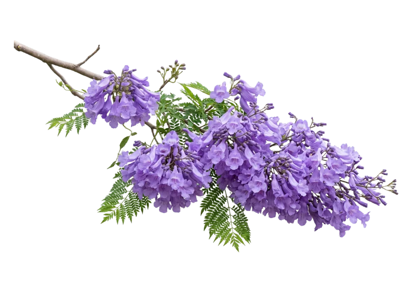 Flor do jacarandá